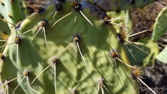 Opuntia × occidentalis