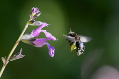 Xylocopa tabaniformis orpifex