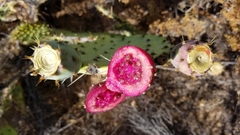 Opuntia × occidentalis