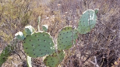 Opuntia × occidentalis
