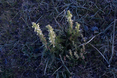Pedicularis abrotanifolia