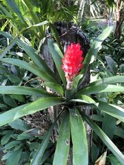 Quesnelia quesneliana