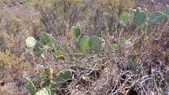 Opuntia × occidentalis