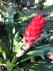 Quesnelia quesneliana