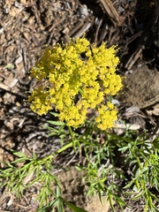 Lomatium brandegeei