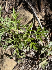 Lomatium brandegeei