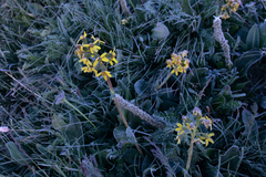 Ligularia glauca
