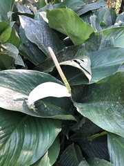 Spathiphyllum cannifolium