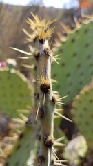 Opuntia × occidentalis