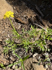 Lomatium brandegeei