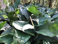 Spathiphyllum cannifolium