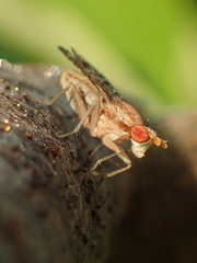 Trypetoptera