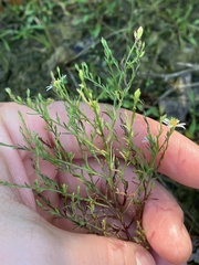 Symphyotrichum depauperatum