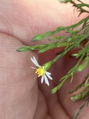 Symphyotrichum depauperatum