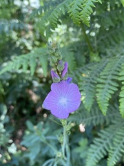 Sidalcea neomexicana