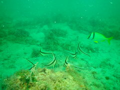 Eques lanceolatus