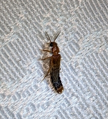Distremocephalus texanus