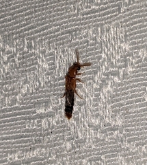 Distremocephalus texanus