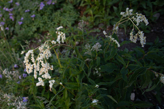 Koenigia alpina