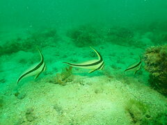 Eques lanceolatus