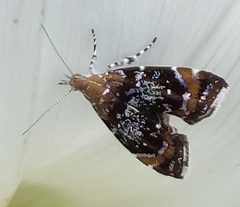Prochoreutis