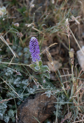 Veronica porphyriana