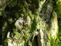 Botryolepraria lesdainii
