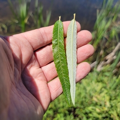 Salix pellita