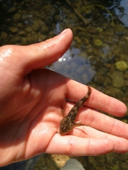 Cottus gobio