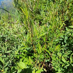 Salix pellita