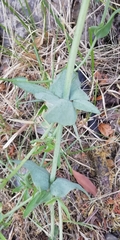 Centranthus ruber