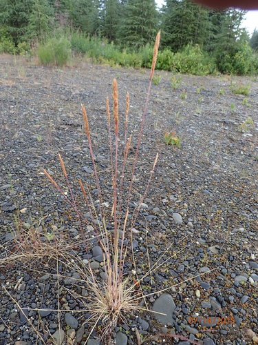 Koeleria spicata, photograph 6