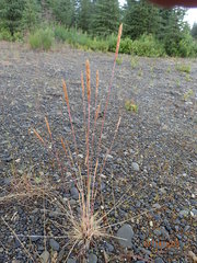 Koeleria spicata, photograph Matt Bowser, CC BY, iNaturalist via GBIF