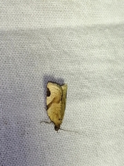 Paramesia gnomana
