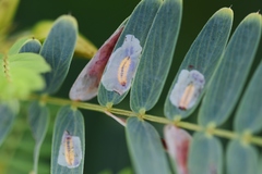 Sumitrosis pallescens