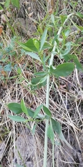 Centranthus ruber
