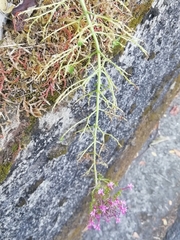 Centranthus ruber