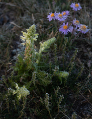 Pedicularis abrotanifolia