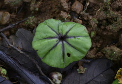 Tracheophyta