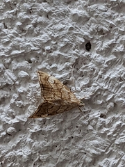 Scybalistodes periculosalis