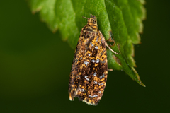 Celypha siderana