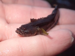 Paraclinus integripinnis