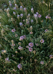 Astragalus laxmannii
