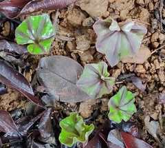 Nervilia infundibulifolia