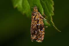 Celypha siderana