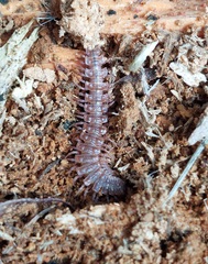 Polydesmus complanatus