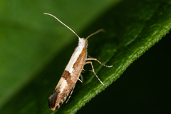 Argyresthia semifusca