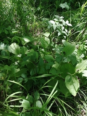 Cypripedium calceolus