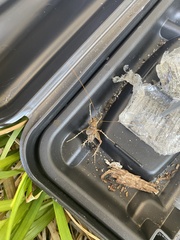 Ceuthophilus maculatus