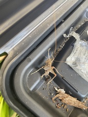 Ceuthophilus maculatus